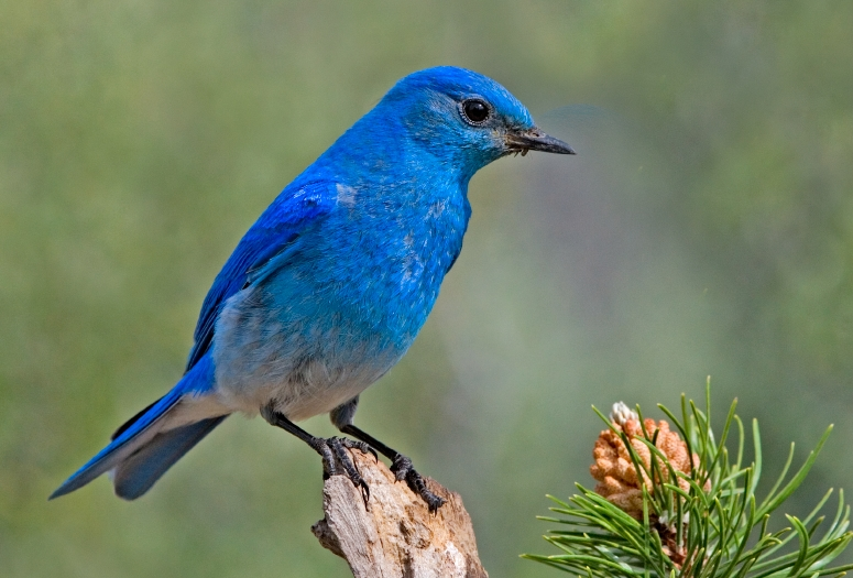 Twitter: Evolución del logo y ¿cómo se llama el pájaro?