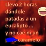 Llevo 2 horas dándole patadas a un eucalipto y no cae un ***** caramelo