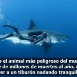 El animal más peligroso del mundo y al lado un tiburón...